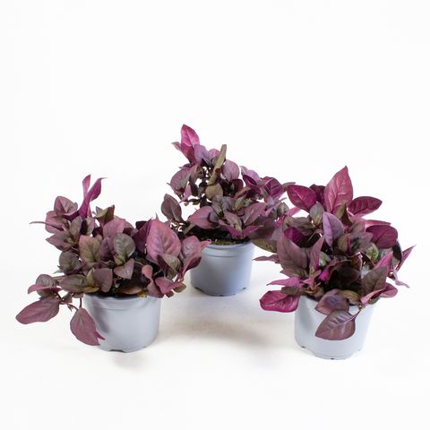 Alternanthera reineckii