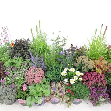 Perennials MIX