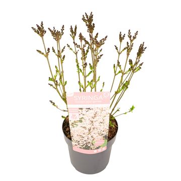 Syringa patula 'Dream Cloud'