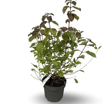 Cornus sanguinea 'Midwinter Fire'