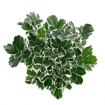Euonymus japonicus 'Kathy'