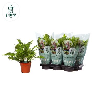 Blechnum gibbum 'Silver Lady'