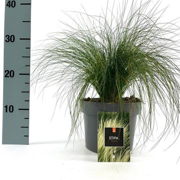Stipa tenuissima 'Ponytails'