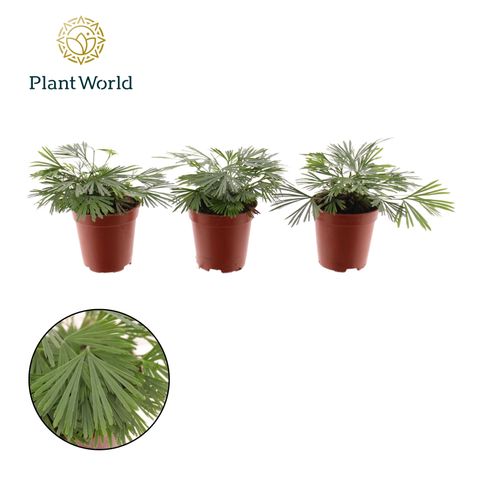 Actiniopteris australis