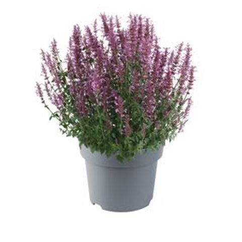 Agastache SUNNY SPARKS MIX