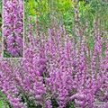 Calluna vulgaris 'Heidesinfonie'