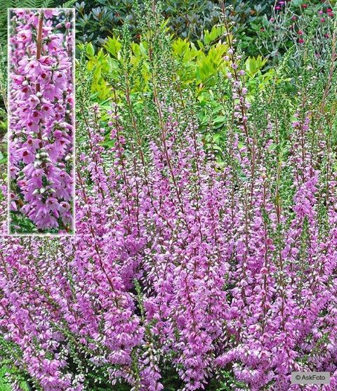 Calluna vulgaris 'Heidesinfonie'