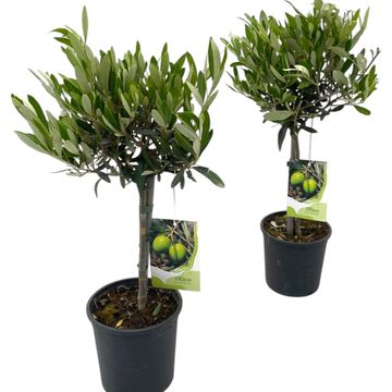 Olea europaea