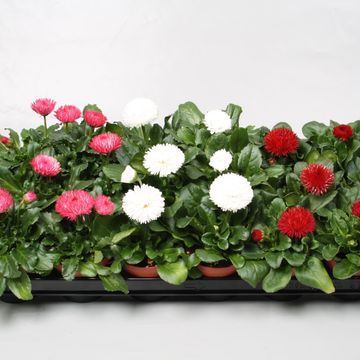 Bellis perennis ROGGLI MIX