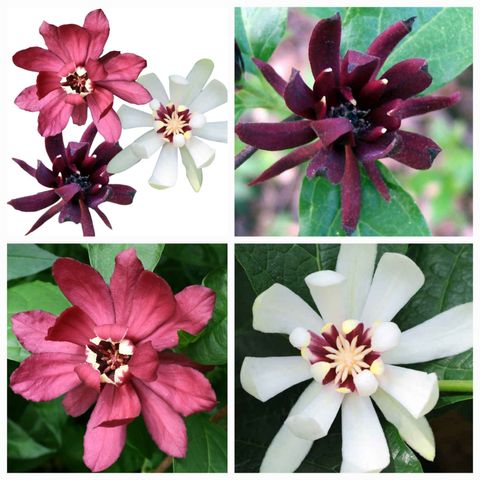 Calycanthus MIX