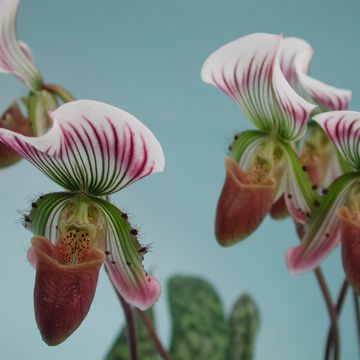 Paphiopedilum thailandense