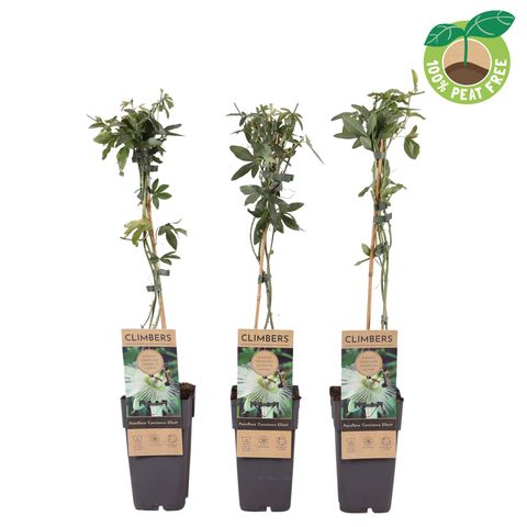 Passiflora caerulea 'Constance Elliott'