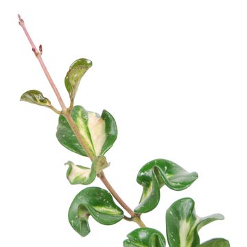 Hoya obovata 'Splash'