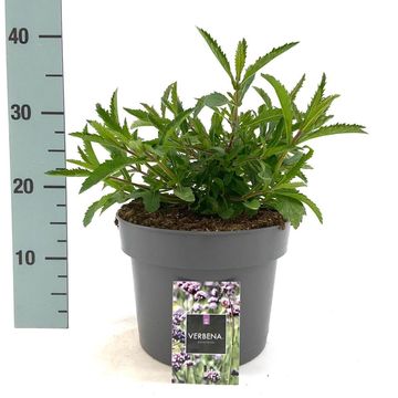 Verbena bonariensis