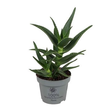 Aloe mitriformis
