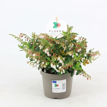 Gaultheria FLORRY