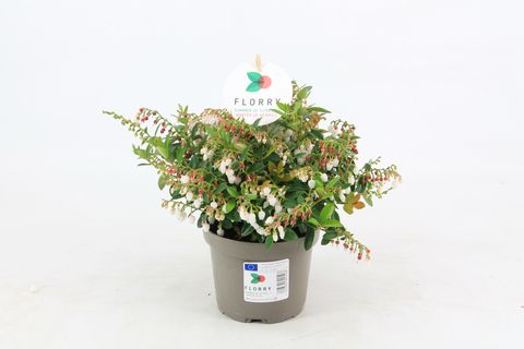 Gaultheria FLORRY