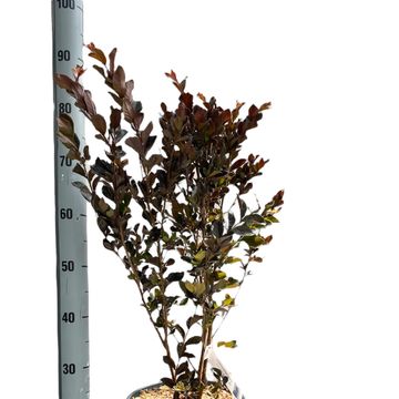 Lagerstroemia indica 'Coconut Sorbet'