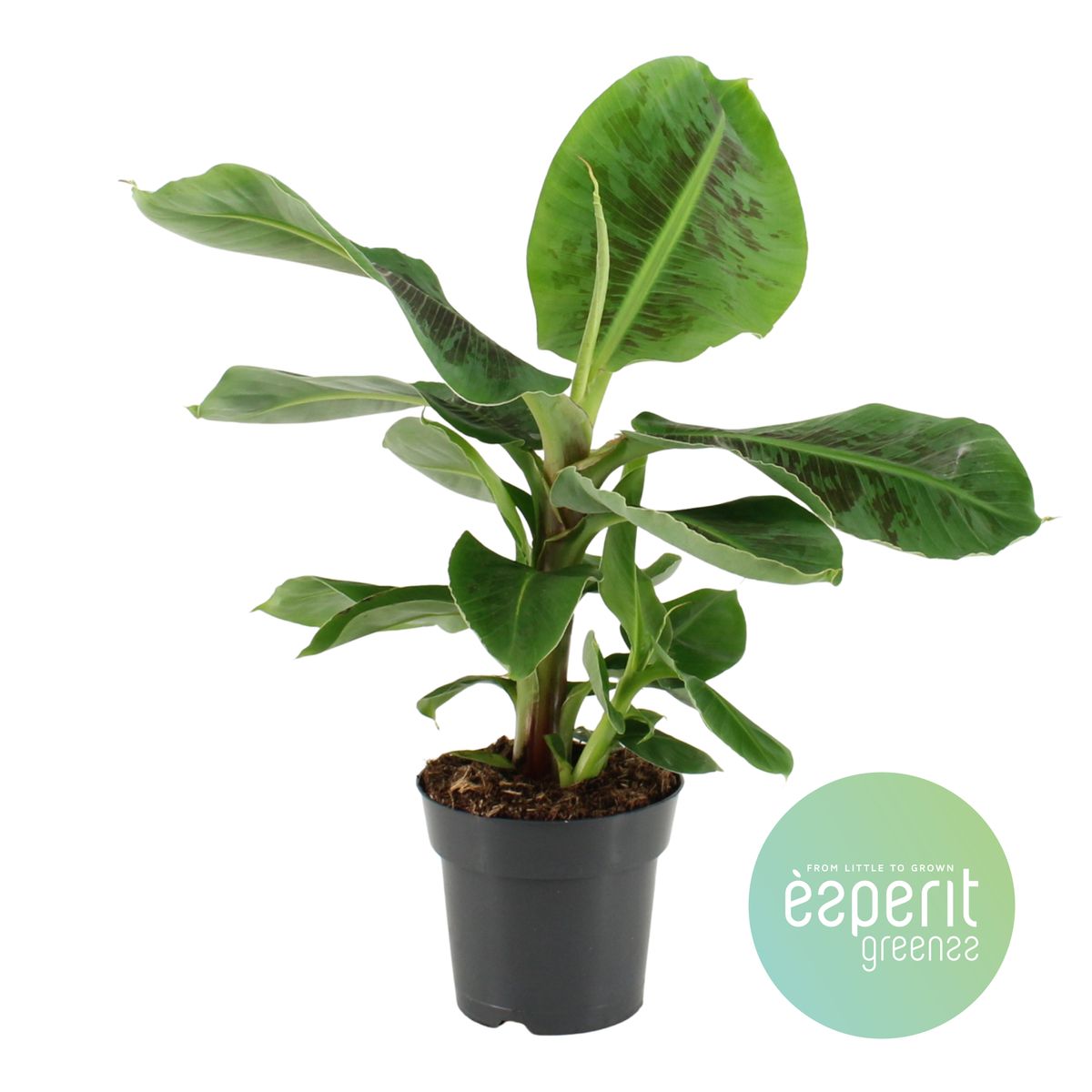 Musa 'Oriental Dwarf' — Plant Wholesale FlorAccess
