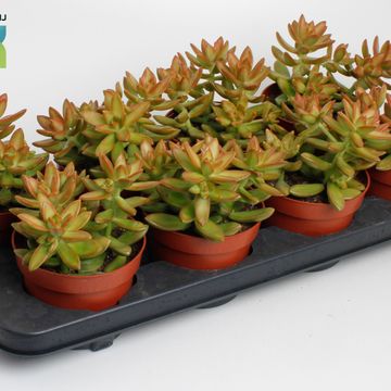 Sedum adolphii