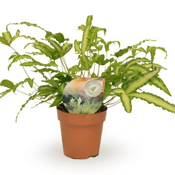 Pteris cretica 'Albolineata'