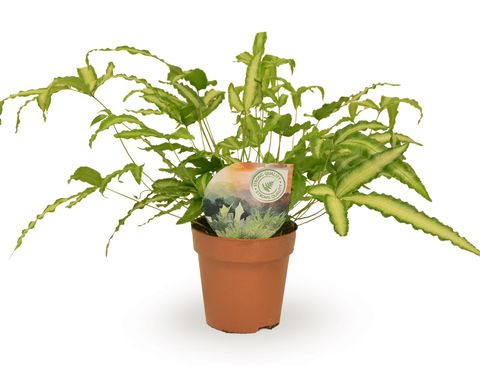 Pteris cretica 'Albolineata'