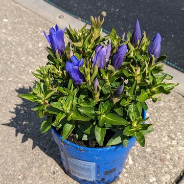 Gentiana scabra BELLA BLUE