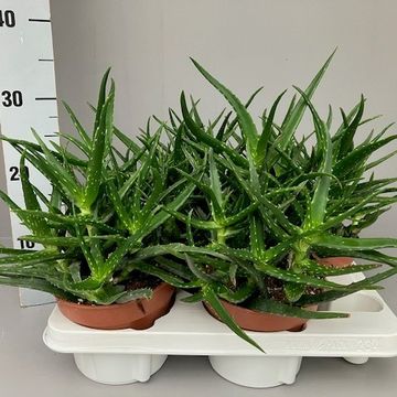 Aloe kedongensis