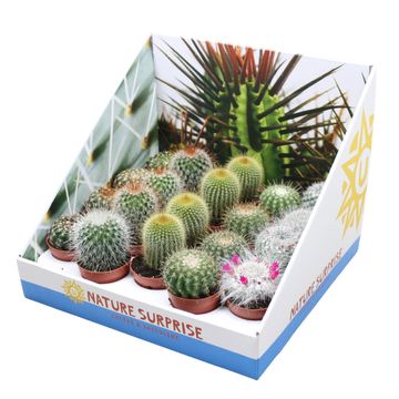 Cactus MIX