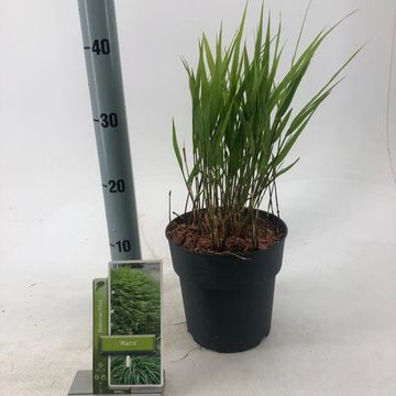 Hakonechloa macra