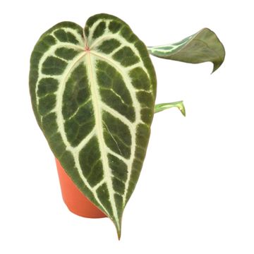 Anthurium Silver Blush Mint x Michelle