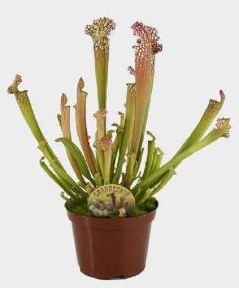Sarracenia leucophylla