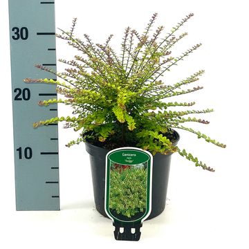 Lonicera nitida 'Twiggy'