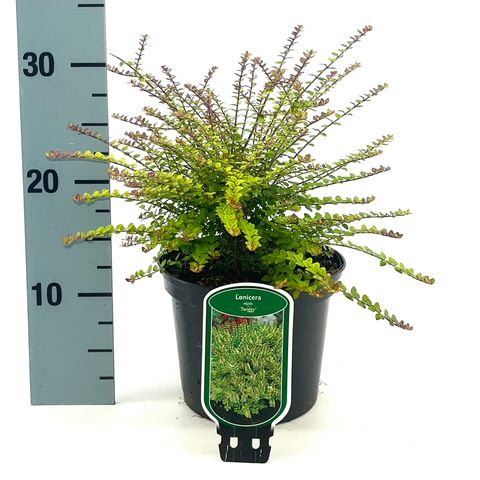Lonicera nitida 'Twiggy'