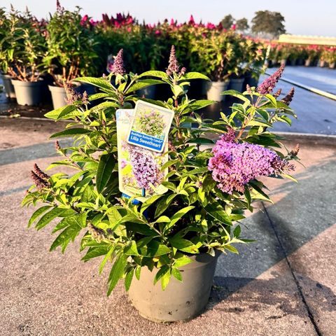 Buddleja davidii BUTTERFLY CANDY LILA SWEETHEART