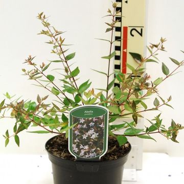 Abelia x grandiflora