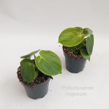 Philodendron rugosum