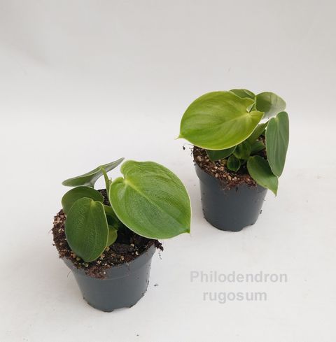 Philodendron rugosum