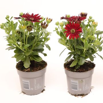 Osteospermum DALINA DARK RED