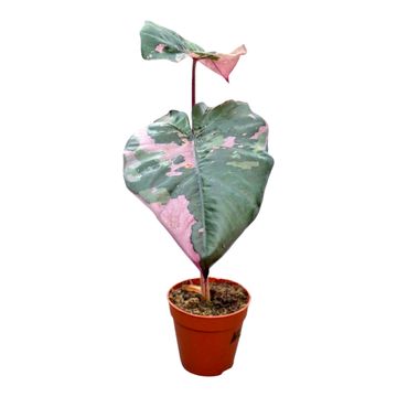 Alocasia 'Yucatan Princess Pink Variegata'