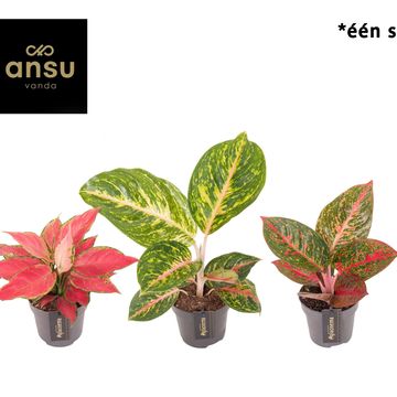 Aglaonema 'Red Surprise'