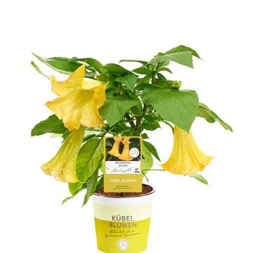 Brugmansia YELLOW