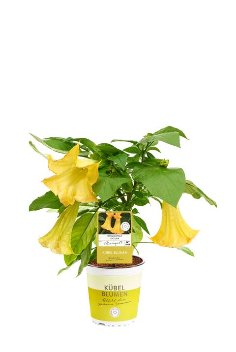 Brugmansia YELLOW