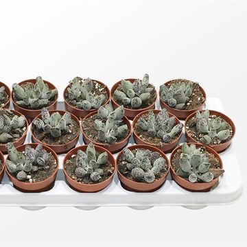 Adromischus festivus