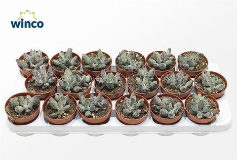 Adromischus festivus