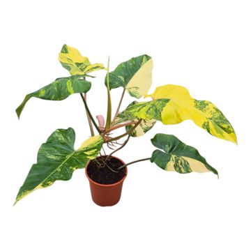 Philodendron x domesticum 'Variegata'