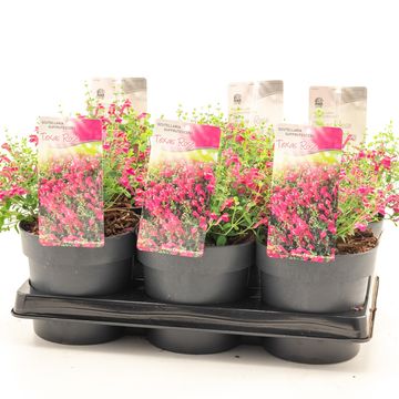 Scutellaria suffrutescens 'Texas Rose'