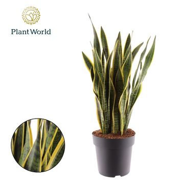 Sansevieria trifasciata 'Laurentii'