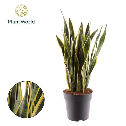 Sansevieria trifasciata 'Laurentii'