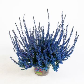 Calluna vulgaris PICASSO